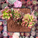 Sedum 'Lucidum Obesum' Crested 3" Succulent Plant