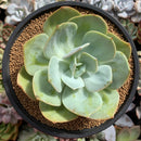 Echeveria 'Hakuhou' non-variegated 4"-5" Succulent Plant