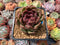 Echeveria Agavoides 'Black Rose' 2"-3" Succulent Plant