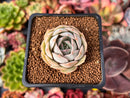 Echeveria 'Ensemble' 1" Succulent Plant