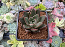 Echeveria 'Snowy' 1" Succulent Plant