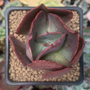 Echeveria 'Big Red' 2" Succulent Plant