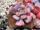 Echeveria 'Hearts Delight' 3" Succulent Plant