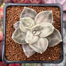 Echeveria 'Xichuensis' 2" Succulent Plant