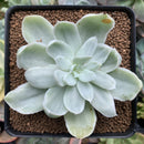 Echeveria 'Pastel' Variegated 3" Succulent Plant