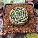 Echeveria 'Silver Ebony' 2" Succulent Plant
