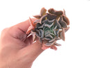 Echeveria 'Swan Lake' 1"-2" Succulent Plant