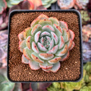 Echeveria 'Starmark' 2"-3" Succulent Plant