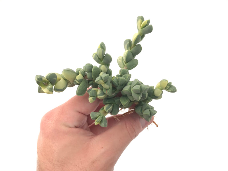 Corpuscularia 'Lehmannii' Variegated Cluster 4" Rare Succulent Plant