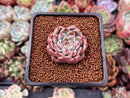 Echeveria 'Herbion' 1" Succulent Plant