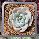 Echeveria 'Heila' 1" New Hybrid Succulent Plant