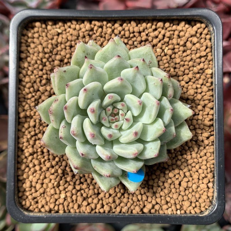 echeveria サイズ1 Echeveria 'Mexensis Zaragosa' 1