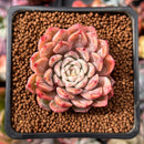 Echeveria 'Zaragoza' Hybrid 2" Succulent Plant