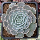 Echeveria 'Rumpil' 1" Succulent Plant
