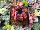 Echeveria 'Colorata Brandtii' 2" Succulent Plant