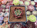 Echeveria Agavoides 'Red Wine' 1" Succulent Plant