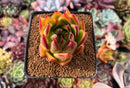 Echeveria Agavoides 'Stunning' 2" Succulent Plant