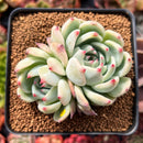 Echeveria 'Shimoyama' 2" Succulent Plant