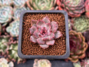 Echeveria 'Honki' 1" Succulent Plant