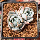 Echeveria 'Orange Monroe' 2" Succulent Plant