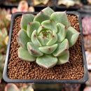 Echeveria Agavoides 'Moonlight' 1" Succulent Plant