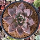 Echeveria 'Purple Champaign' 4" Succulent Plant
