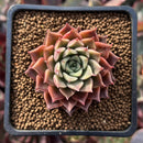 Echeveria 'Hwanhee' 1"-2" New 'Shani' Hybrid Succulent Plant