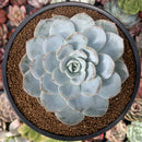 Echeveria 'Dealis' 3"-4" Powdery Succulent Plant