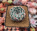 Echeveria 'Chihuahuaensis' 3"-4" Succulent Plant