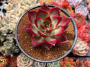 Echeveria Agavoides 'Red Beach' 4" Succulent Plant