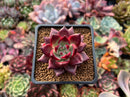 Echeveria Agavoides 'Concord' 1" Succulent Plant