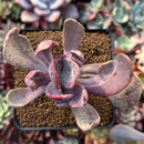 Pachyveria 'Jocelyns Joy' Variegated 3" Succulent Plant