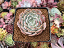 Echeveria 'Softball' 2"-3" Cluster Succulent Plant