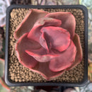 Echeveria 'Golden State' Variegated 2" Succulent Plant