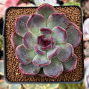 Echeveria 'Dark Chocolate' 2"-3" Succulent Plant