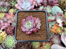 Echeveria 'Red Sun' 1" Cluster New Hybrid Succulent Plant