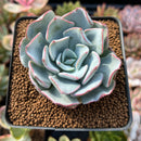 Echeveria 'Strictiflora' Hybrid 2"-3" New Hybrid Powdery Succulent Plant