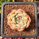 Echeveria sp. 1" Succulent Plant