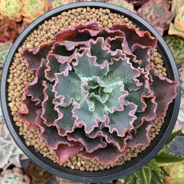 Echeveria 'Blue Curls' 4