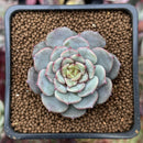 Echeveria 'Pinot Gris' 1"-2" Succulent Plant