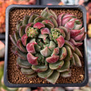 Echeveria 'Blueberry' 2"-3" Cluster Unique Cultivar Succulent Plant