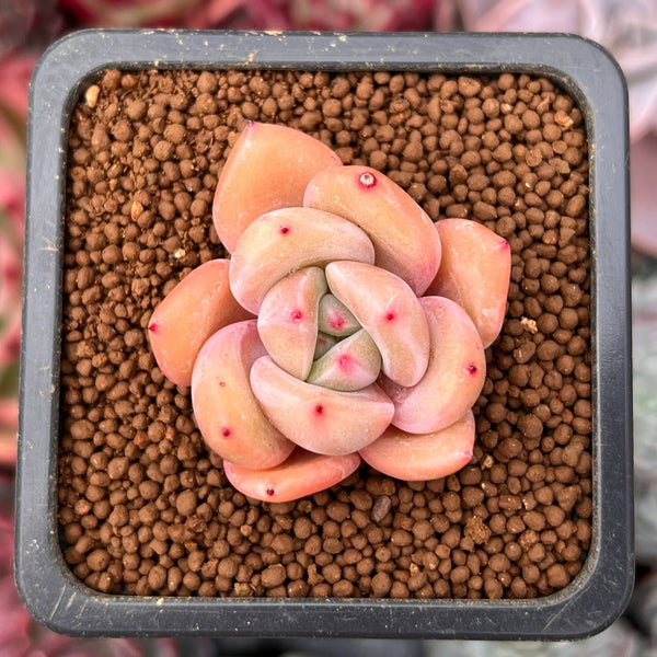 Echeveria 'Pink Dot' 1" Small New Hybrid Succulent Plant