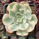 Echeveria 'Compton Carousel' 2"-3" Variegated Succulent Plant