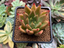 Echeveria Agavoides 'Planetary Stars' 2" Succulent Plant