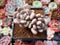 Pachyphytum Oviferum 'Tsukibijin' 2" Cluster Succulent Plant