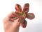 Echeveria 'Primadonna' Variegated 3" Succulent Plant