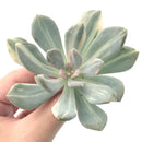 Pachyveria 'Pachyphytoides' Variegated 3" Succulent Plant