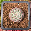 Echeveria 'White Farm' 1" Small Succulent Plant
