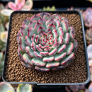Echeveria 'Marcel' 2" Succulent Plant