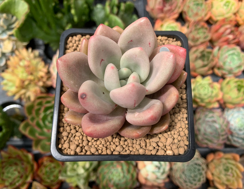 graptoveria succulent types Graptoveria 'Ruby Donna' 2" Succulent Plant – True Succulents Plant Co